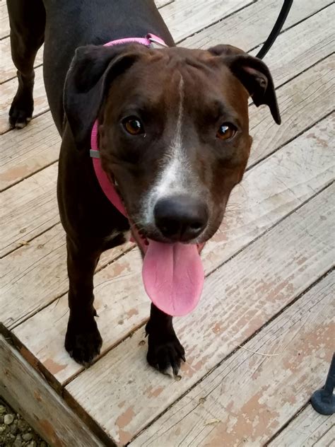 This dog has high energy levels, so she what do lab pitbull mix dogs look like? My dog, Naga, a chocolate lab/pit bull mix. : dogpictures