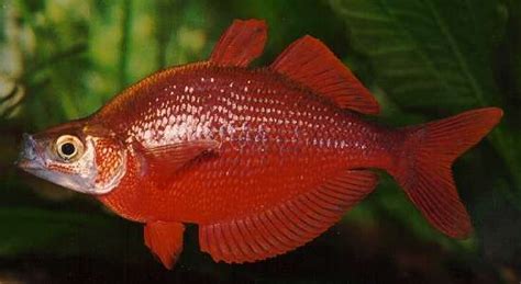Irian Red Rainbowfish Salmon Red Rainbowfish Melanotaenia Glossolepis Incisus Tropicals