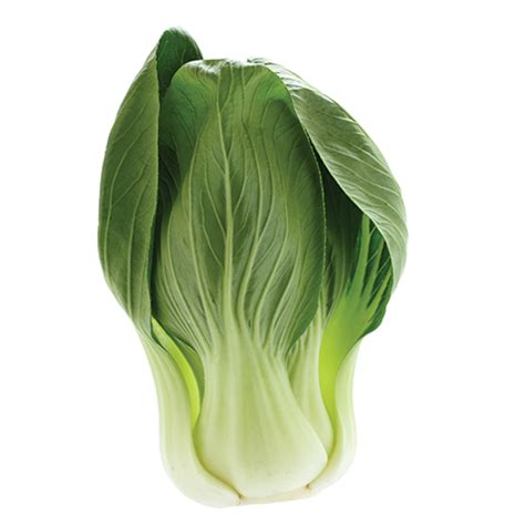 Bok Choy Png Cutout Png All Png All