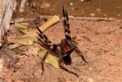Real Monstrosities Brazilian Wandering Spider
