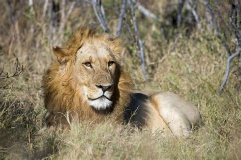 A Male Lion Laying In The Grass At The Linyanti Reserve Near The Savuti