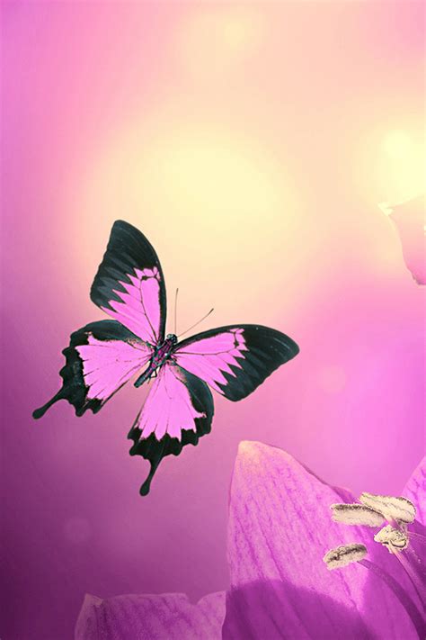 Pink Butterfly Iphone Wallpaper Hd