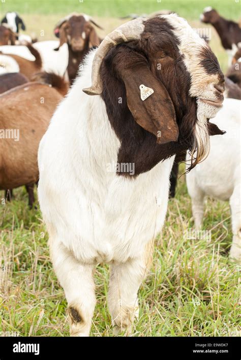Boer Goat Buck Head