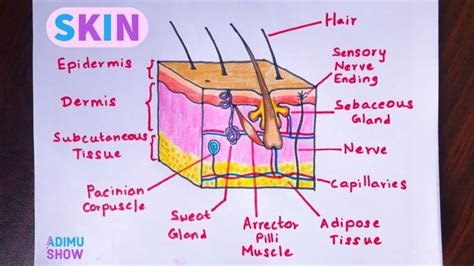How To Draw Skin Layers Integumentary System Step By Step Drawing
