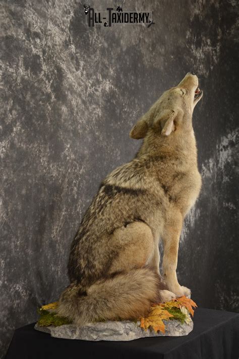 Howling Coyote Taxidermy Mount For Sale Sku 2091 All Taxidermy