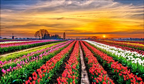 Tulip Field Flowers Hd Desktop Wallpapers 4k Hd