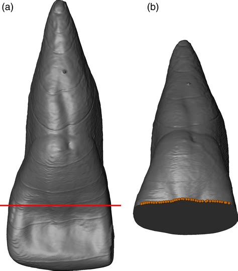 A Geometric Morphometric Approach To The Study Of Variation Of Shovel