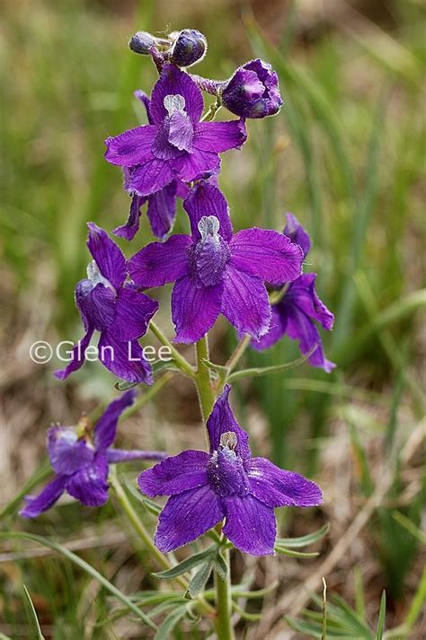 Delphinium Bicolor Photos Saskatchewan Wildflowers