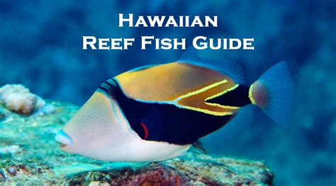 12 Hawaiian Fish Names And Pictures You See While Snorkeling