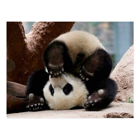 Baby Pandas Playing Baby Panda Cute Panda Postcard