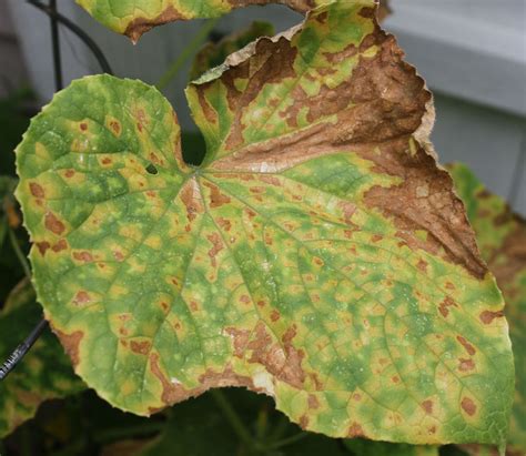 Its been raining almost everyday for two weeks. Cucurbit Downy Mildew Moves Towards Western North Carolina ...