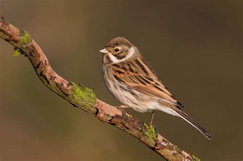 Reed Bunting Reeds Wildlife Photography Bunting Bird Gallery