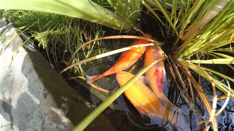 Goldfish Mating In My Pond Xiaomi Yi Action Camera Youtube