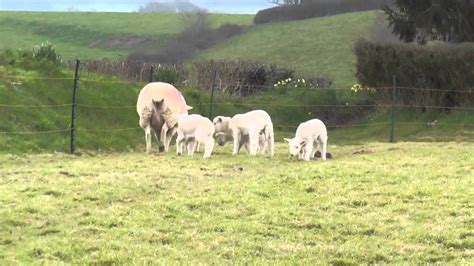 Wiltshire Sheep And Lambs 27th March 2013 Youtube