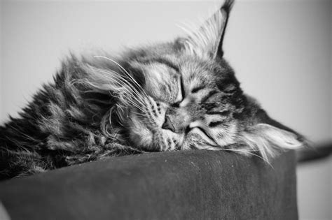 A Young Maine Coon Cat Sleeping Black And White Photo