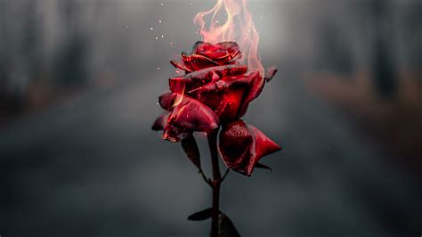 Burning Rose 4k Hd Photography 4k Wallpapers Images