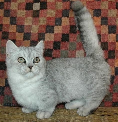 They also demand a very high level of. Napoleon (Minuet) Cat | Cat Breed Selector