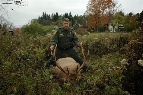 Full Obull Gazette Pennsylvania Bull Elk Shot Illegally Reward Offered