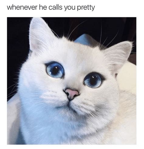 30 Random Memes To Distract You From Reality Cute Animal Memes