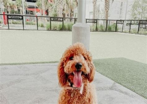 Best Dog Parks In Tampa Bay For Your Furry Friend