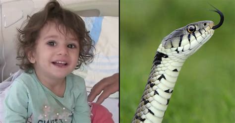 Toddler Bites And Kills Snake After It Bit Her