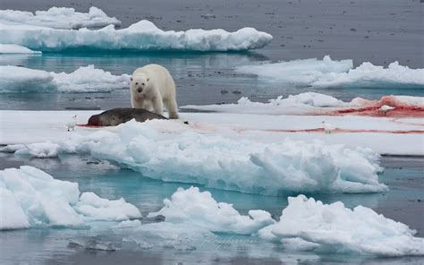 Polar Bear Resting On An Ice Floe In Svalbard Norway