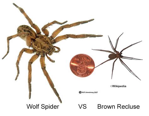 Poisonous Brown Recluse Vs Wolf Spider And How To Tell The Difference