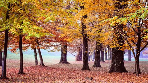 Download Wallpaper 1366x768 Autumn Park Trees Foliage Tablet Laptop