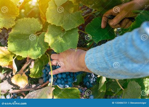 Female Viticulturist Harvesting Grapes In Grape Yard Stock Image