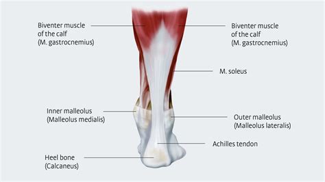 The anterior femoral muscles (fig. Achillodynia - a pain syndrome of the Achilles tendon