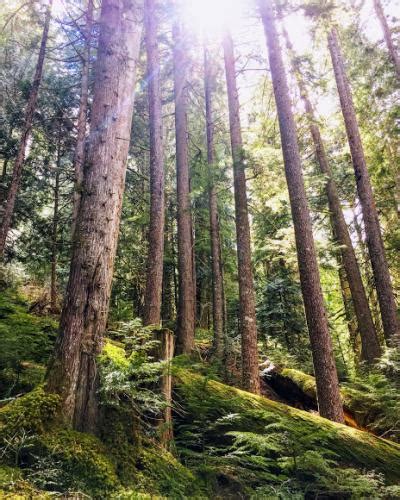 Old Growth Forest Photo Hiking Photo Contest Vancouver Trails