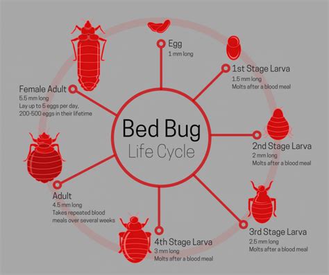 Bed Bug Lifespan Appearance And Life Cycle Rest Easy Pest Control