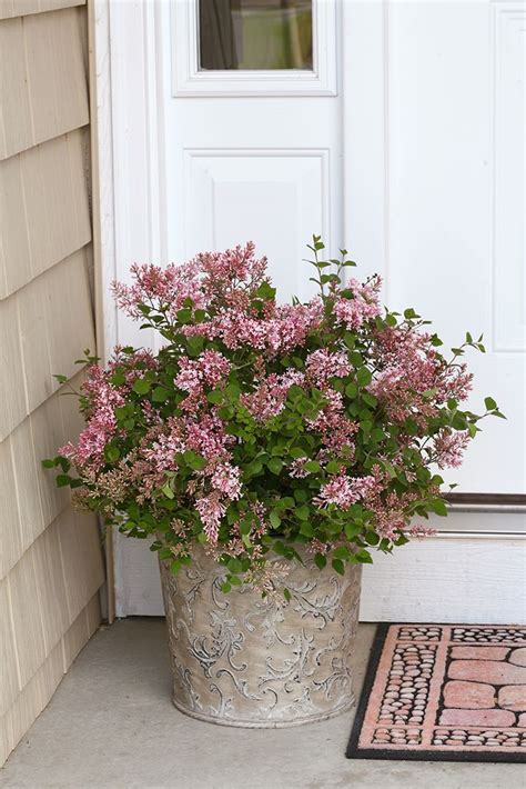 47 Best Images About Shrubs For Containers On Pinterest Hydrangeas