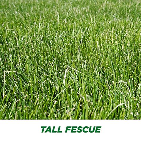 Pennington Smart Seed Tall Fescue Grass Seed 3 Lb Pricepulse