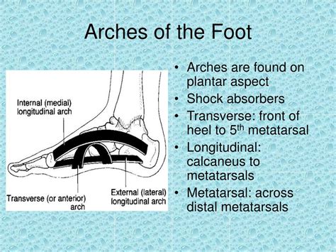 Ppt Foot Ankle And Lower Leg Powerpoint Presentation Free Download