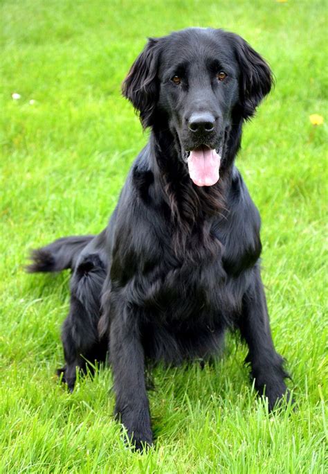 Black Retriever Curly Coated Retriever Breeders Profiles And Pictures