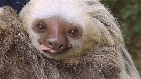 New Book Shows The Relaxation Of Life In The Sloth Lane