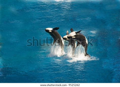 Three Killer Whales Breach Out Water Stock Photo 9525262 Shutterstock