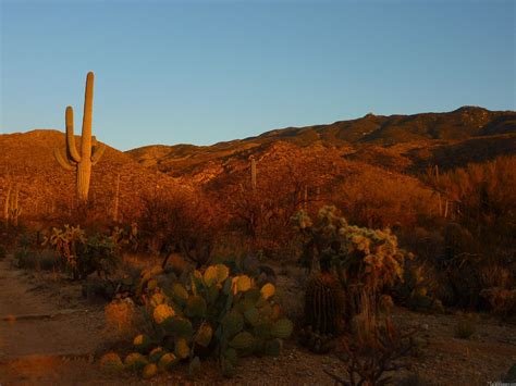 Arizona Cactus Wallpapers Top Free Arizona Cactus Backgrounds