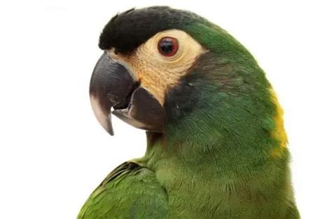 Birds Beak Care 101 How To Groom Your Bird Using Parrot Beak Trimming