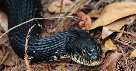 Mitcheci Photos Florida Water Moccasin Snake