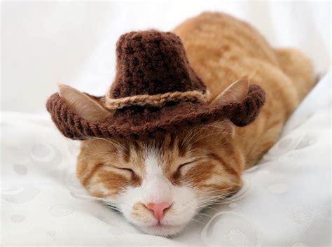Cowboy Hat For Cats Country Western Cat Hat Cowboy Costume Etsy