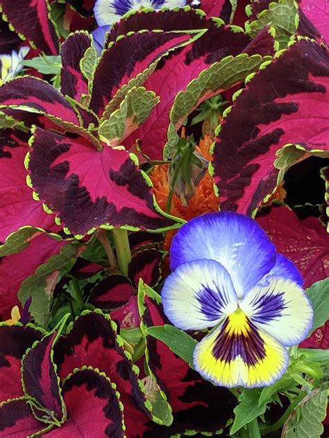 Pansy And Variegated Leaves Photograph By Lori Kingston Fine Art America