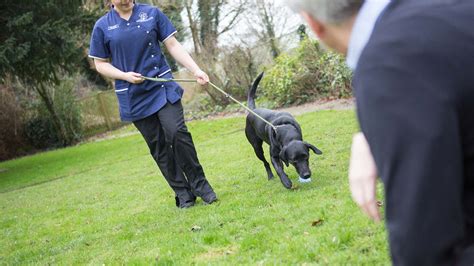 Dog Training School In Chalfont St Giles Bucks Wheelhouse Vet Centre