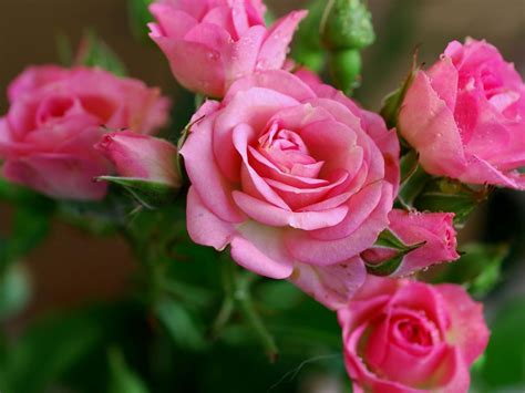 Free flowers wallpapers and flowers backgrounds for your computer desktop. Nature Wallpaper with Pink Rose Flower | HD Wallpapers for ...
