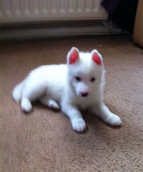 Place a free ad today! Pure White Siberian Husky Pup | Spennymoor, County Durham ...