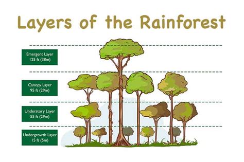 What Is The Height Of Forest Floor Layer