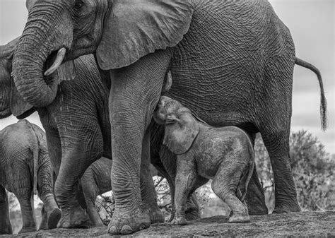 Tips And Tricks For Black And White Wildlife Photography