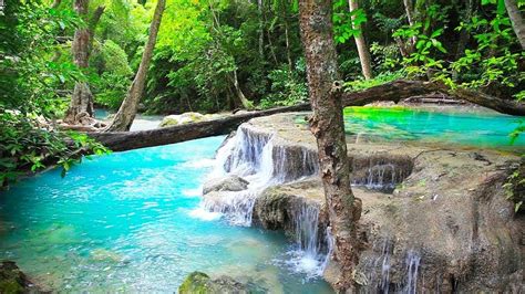 Waterfall And Jungle Sounds Beautiful Nature Sounds