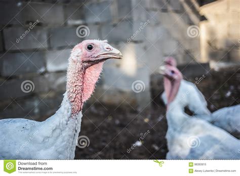White Turkeys Stock Image Image Of Barn Meal Outdoors 98393915